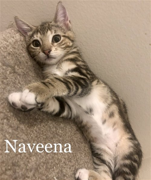 Naveena