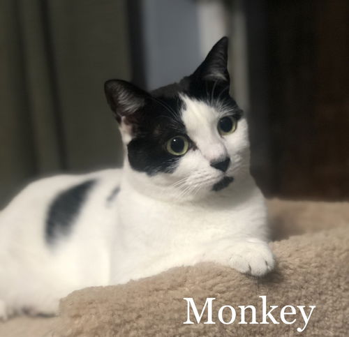 Monkey