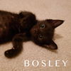 Bosley