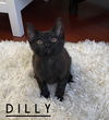 Dilly