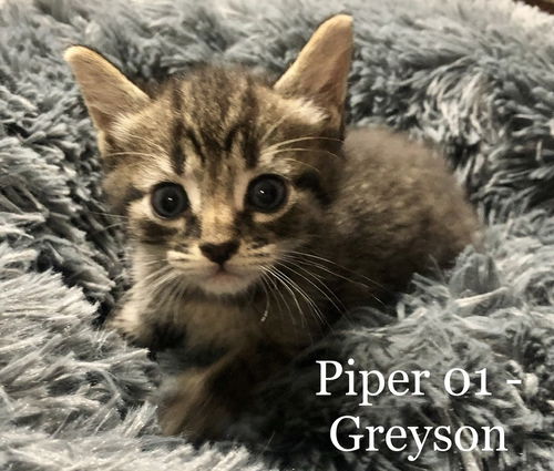 Piper 02 - Grayson