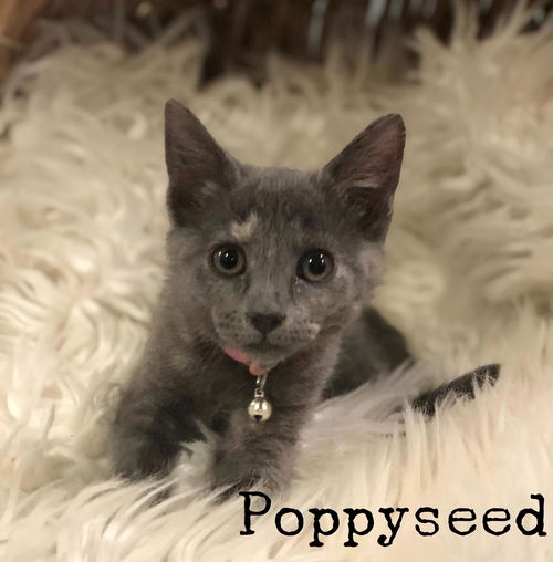 Muffin 01 - Poppyseed