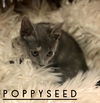 Muffin 01 - Poppyseed