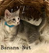 Muffin 02 - Banana Nut