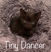 Tiny Dancer