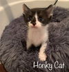 Honky Cat