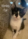 Honky Cat