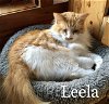 Leela