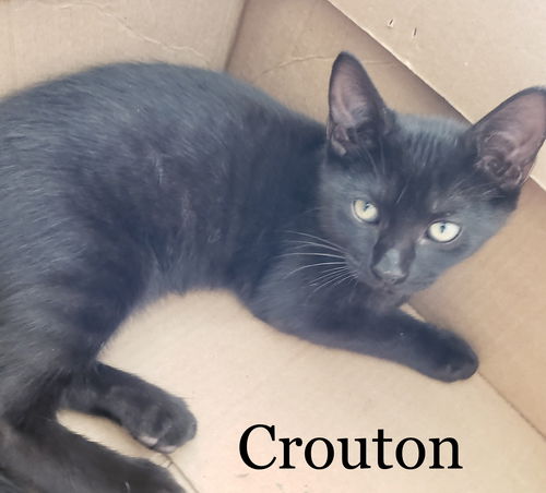 Crouton