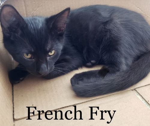 French Fry