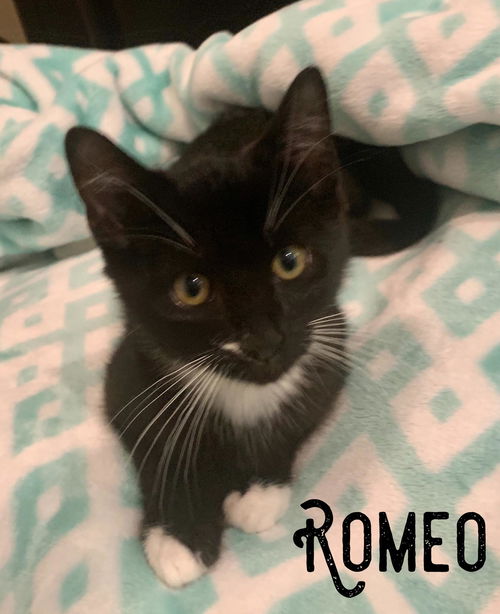 Romeo