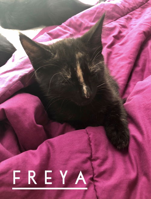 Freya