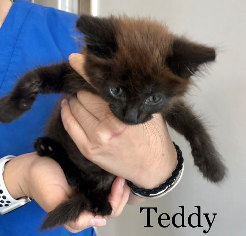 Oviedo vet 01 - Teddy