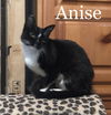 Anise