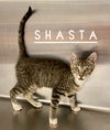 Shasta