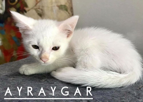 Araygar