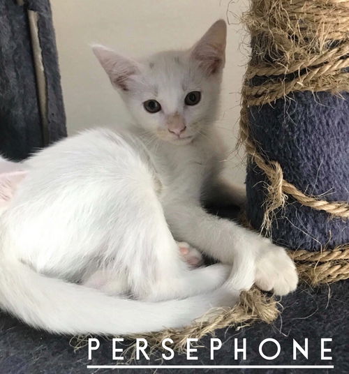 Persephone