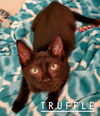 Truffle