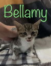 Bellamy