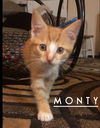 Monty