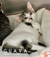 Guava