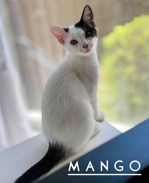 Mango