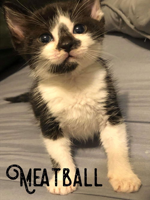 Meatball