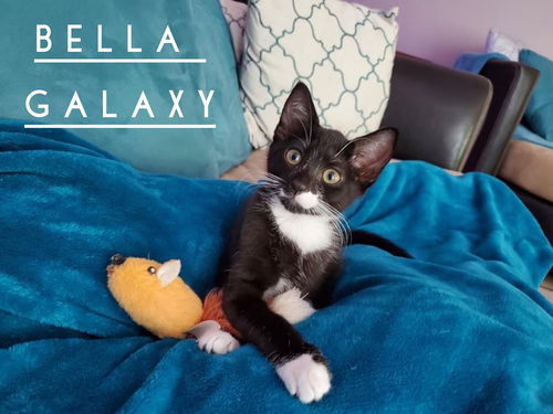 Bella Galaxy