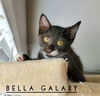 Bella Galaxy