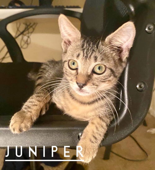 Juniper