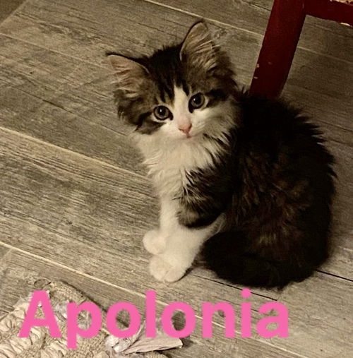 Apolonia