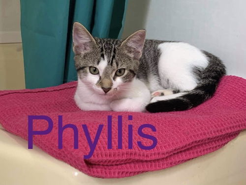 Phyllis