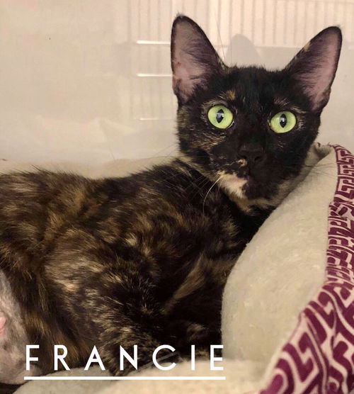 Francie