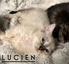 Lucien