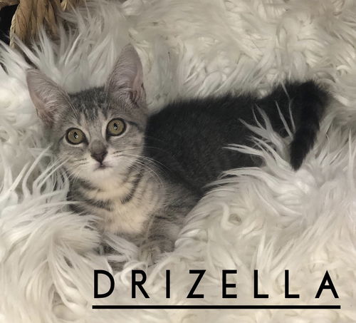 Drizella