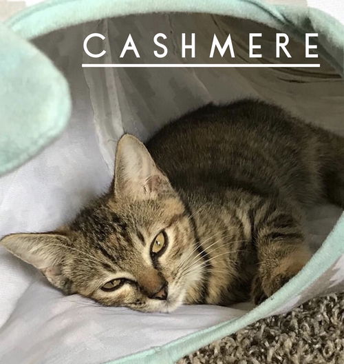 Cashmere