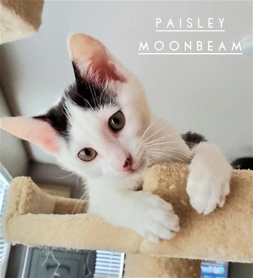Paisley Moonbeam