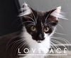 Lovelace