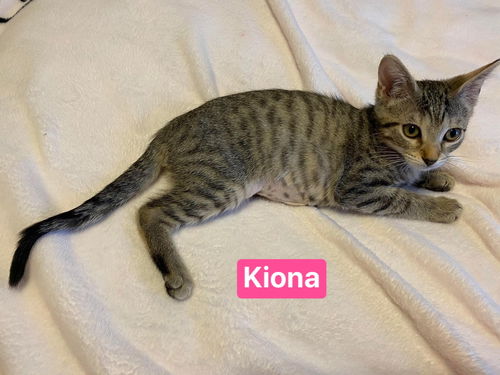 Kiona