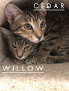 Willow