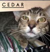 Cedar