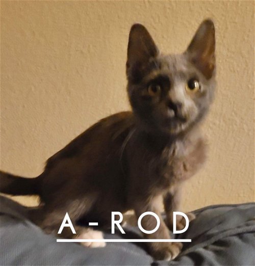 A-Rod