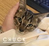 Chuck