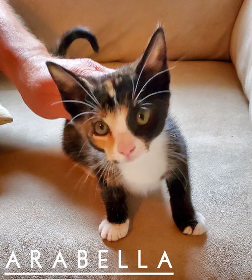 Arabella