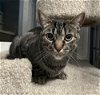 adoptable Cat in orlando, FL named Lexus