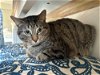 adoptable Cat in orlando, FL named Henry