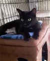 adoptable Cat in orlando, FL named Nyumi