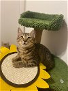 adoptable Cat in orlando, FL named Dipsy