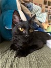 adoptable Cat in orlando, FL named Fairytale