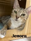 adoptable Cat in orlando, FL named Jenova
